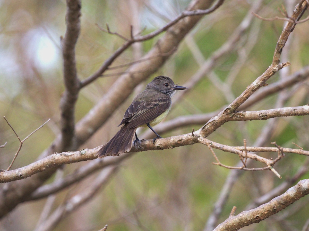 Panama Flycatcher - ML623886450