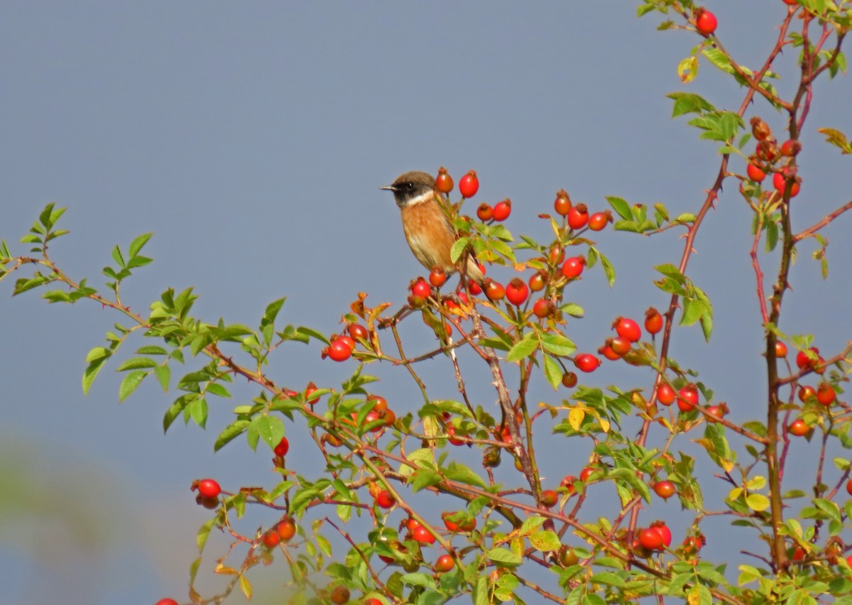 European Stonechat - ML623886484