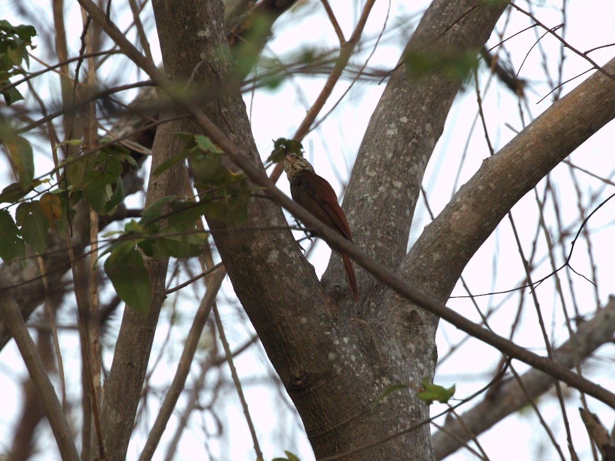 Straight-billed Woodcreeper - ML623886488