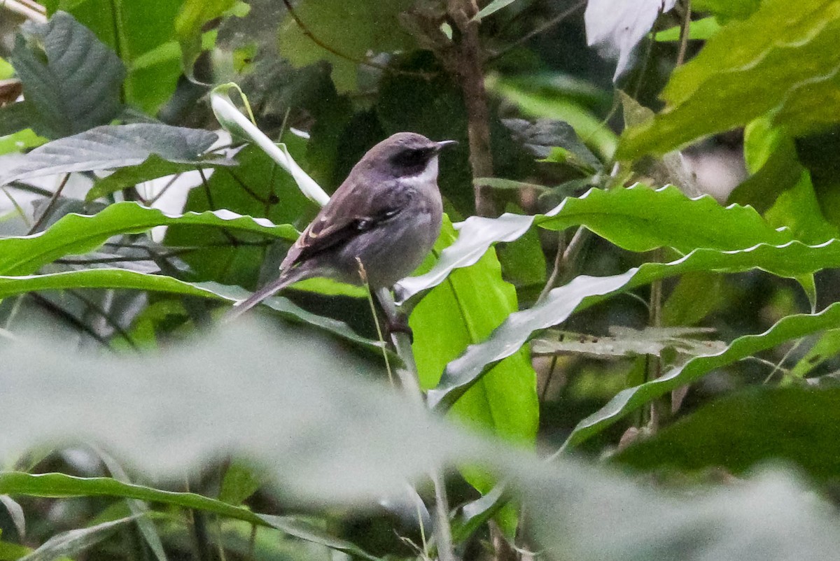 Rufescent Prinia - J Higgott