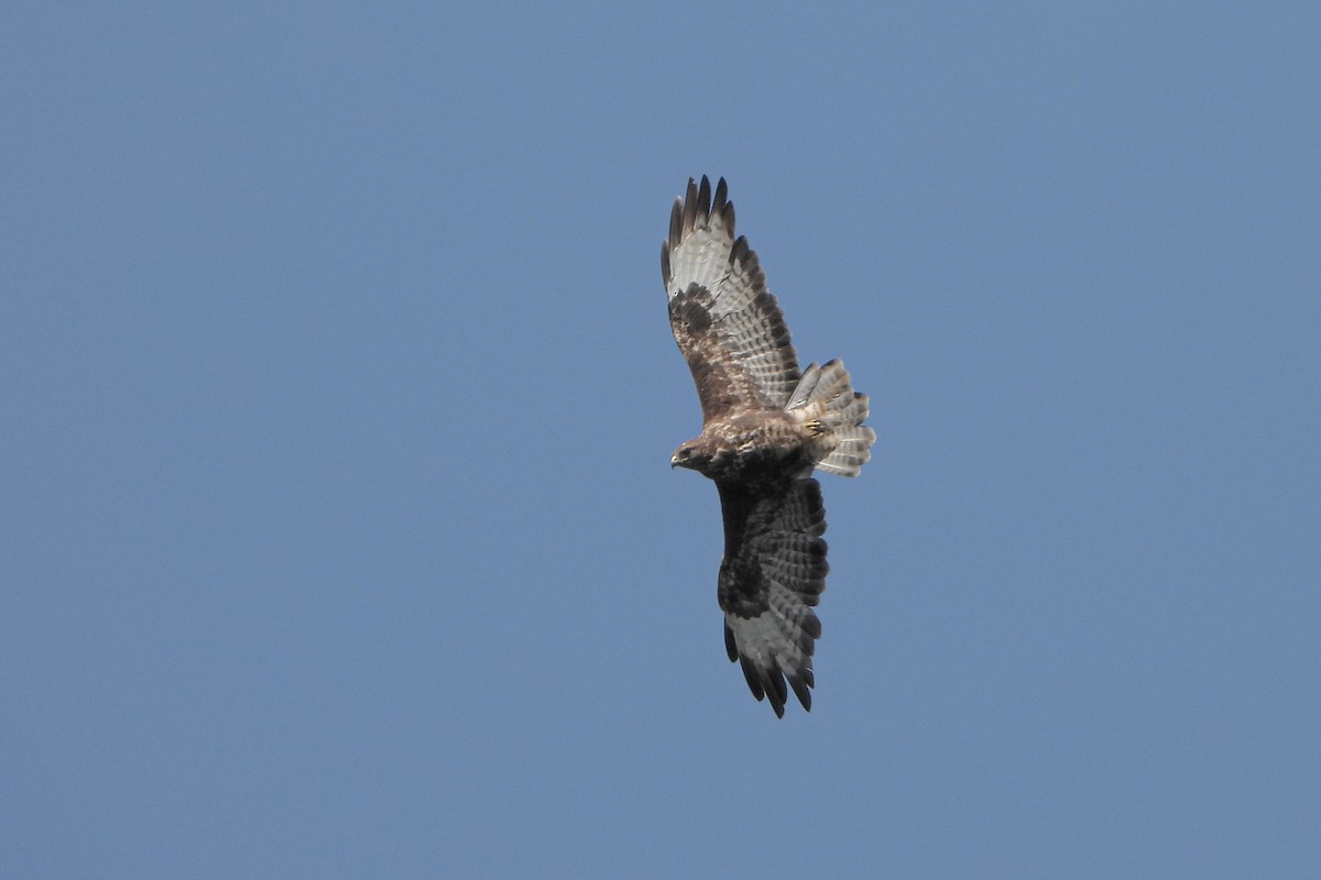 Common Buzzard - ML623886532