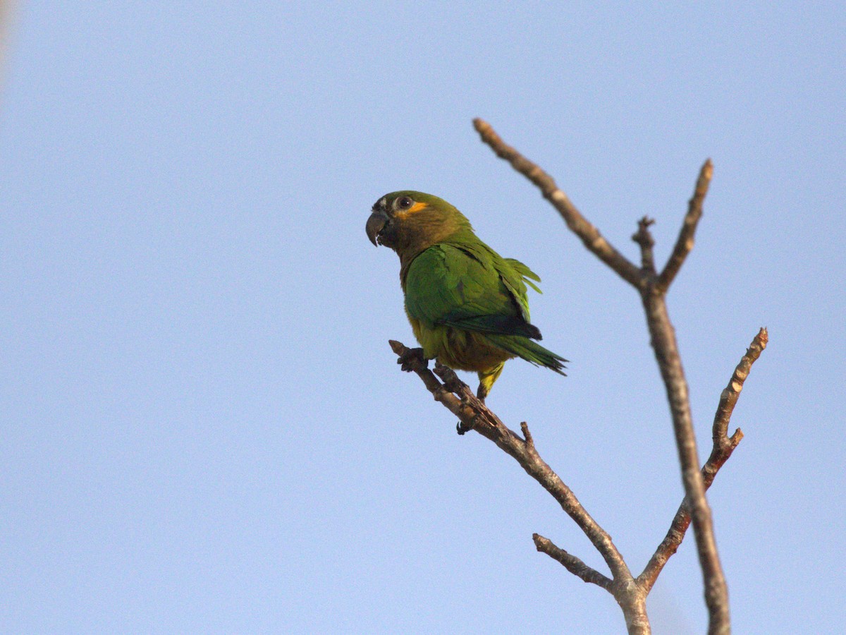 Conure cuivrée (ocularis) - ML623886552