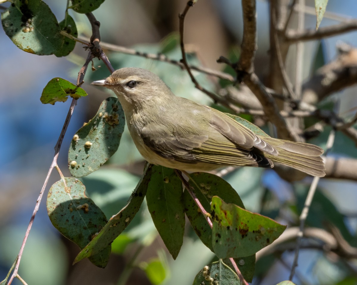 Warbling Vireo - ML623886553