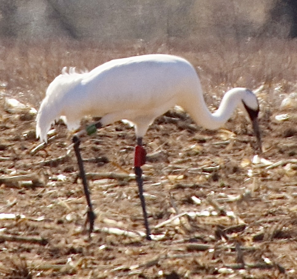 Whooping Crane - ML623886557