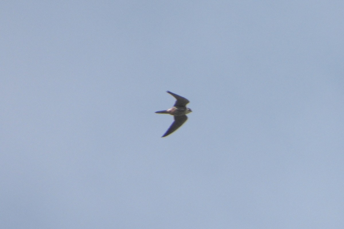 Eurasian Hobby - ML623886559