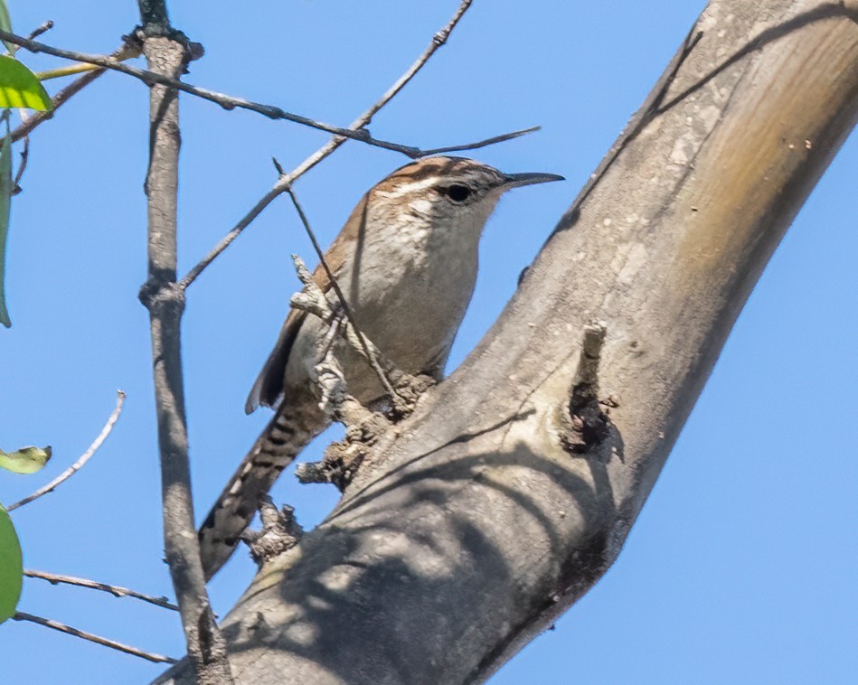 Bewick's Wren - ML623886564