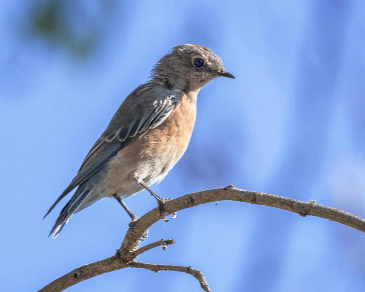 Western Bluebird - ML623886569