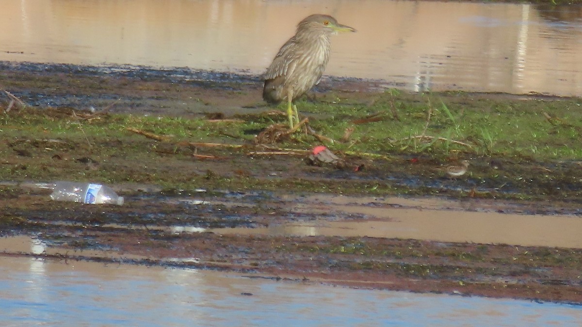 Black-crowned Night Heron - Anne (Webster) Leight