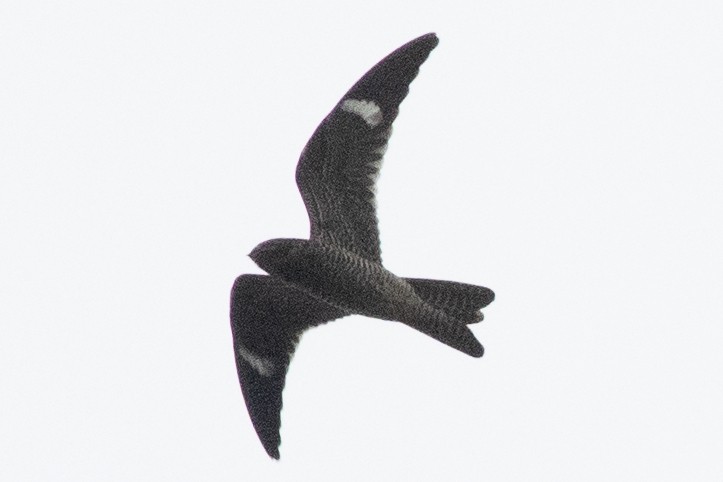 Common Nighthawk - ML623886581