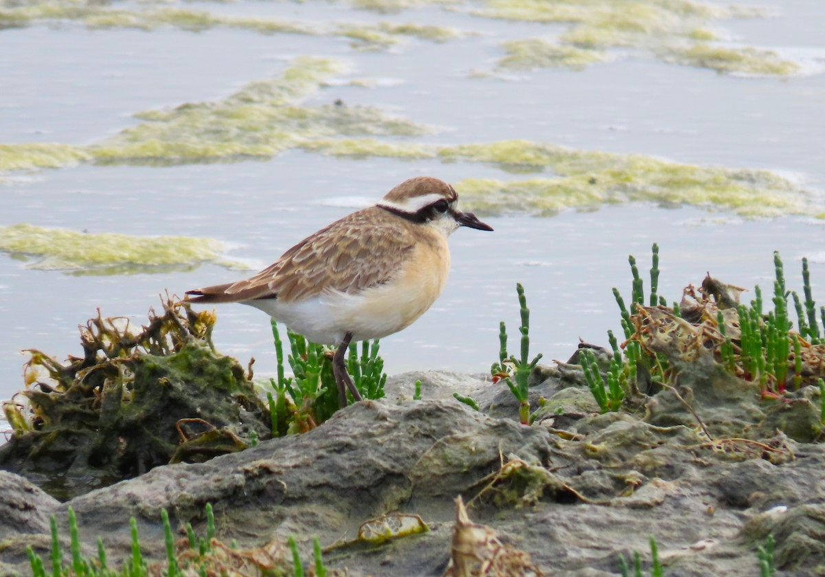 Kittlitz's Plover - ML623886584