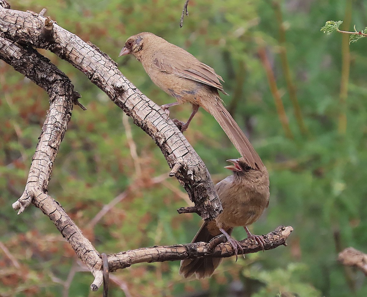 Abert's Towhee - ML623886595