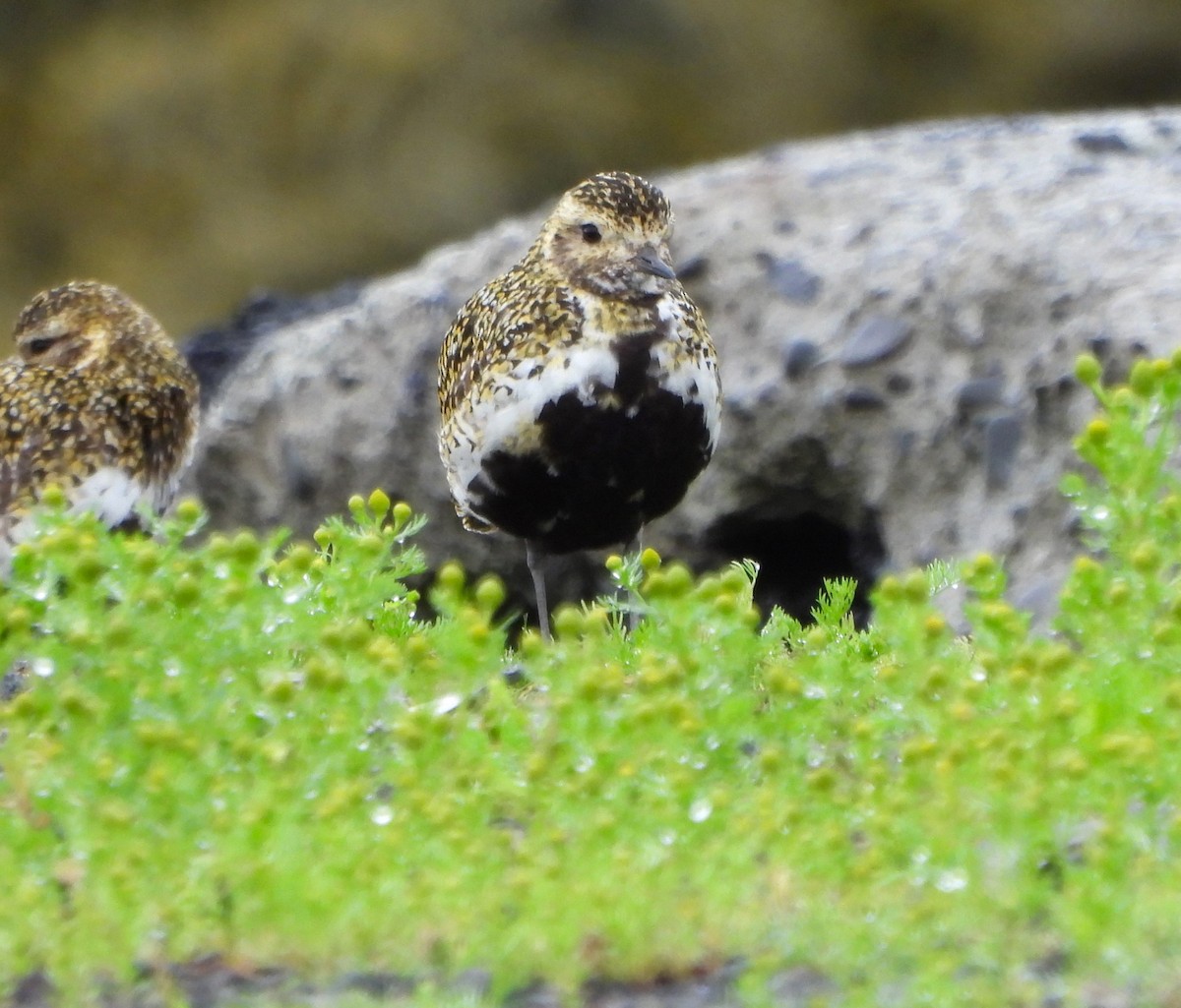 European Golden-Plover - ML623886600