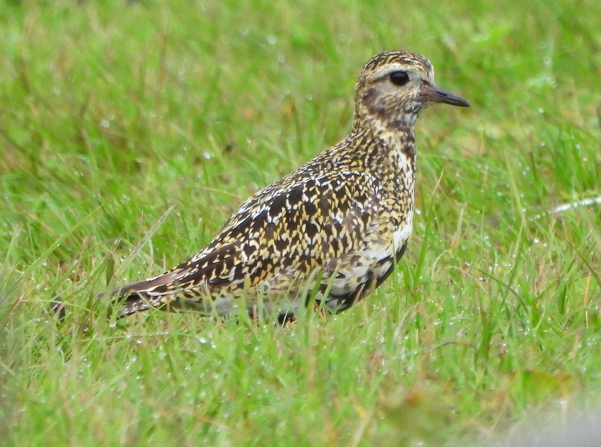 European Golden-Plover - ML623886601