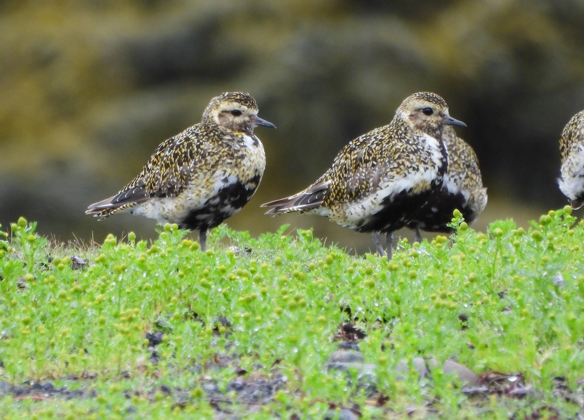 European Golden-Plover - ML623886602