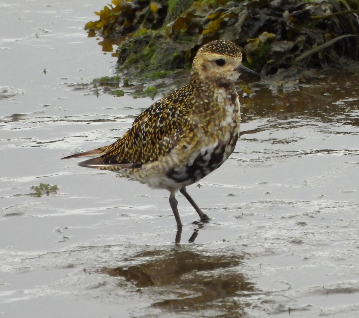 European Golden-Plover - ML623886603