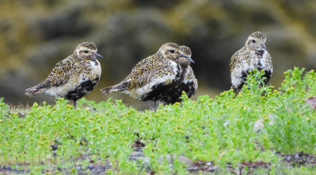 European Golden-Plover - ML623886604