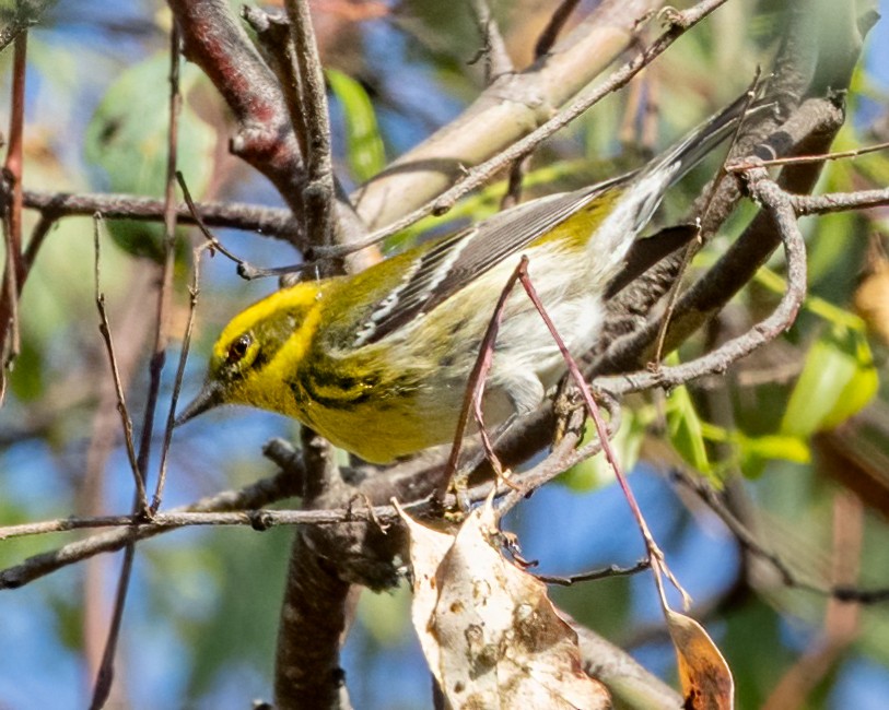 Townsend's Warbler - ML623886607