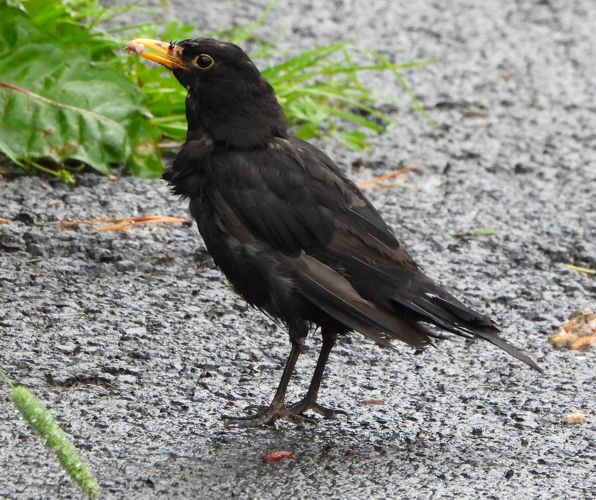 Eurasian Blackbird - ML623886609