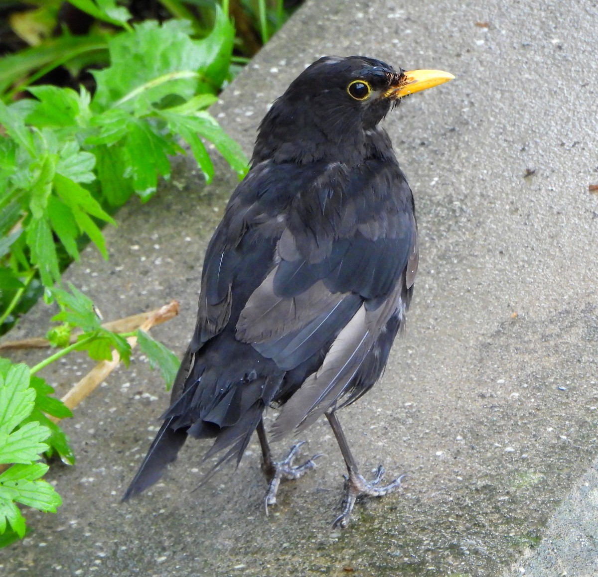 Eurasian Blackbird - ML623886610