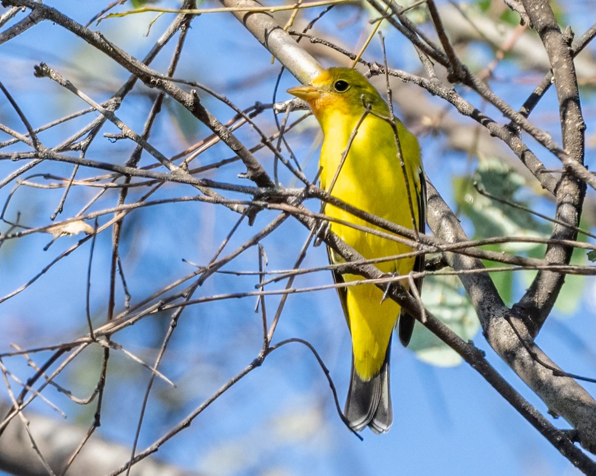 Western Tanager - ML623886614