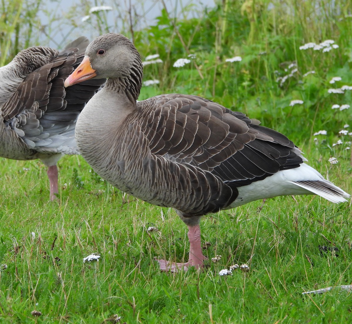 Graylag Goose - ML623886638