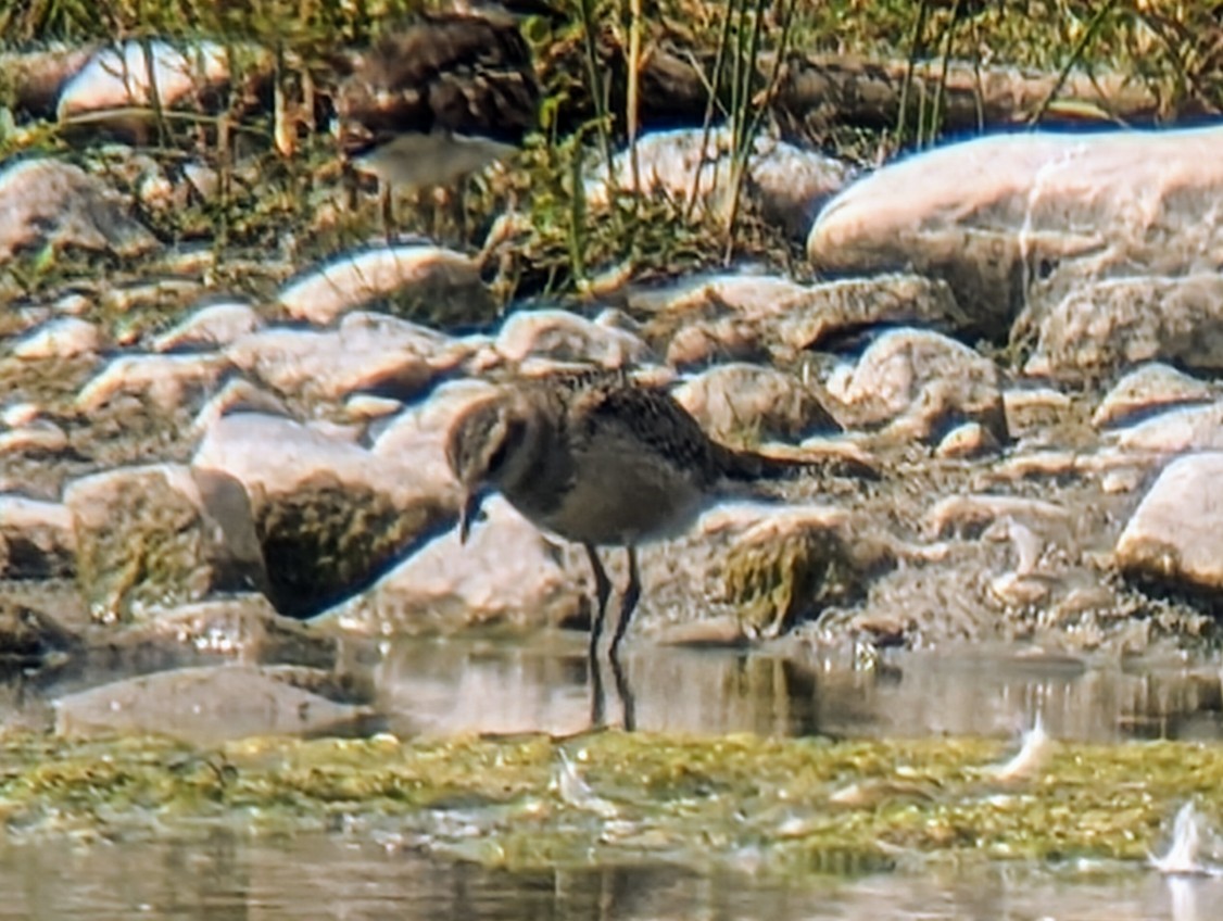 American Golden-Plover - ML623886639