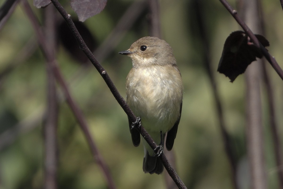 European Pied Flycatcher - ML623886641