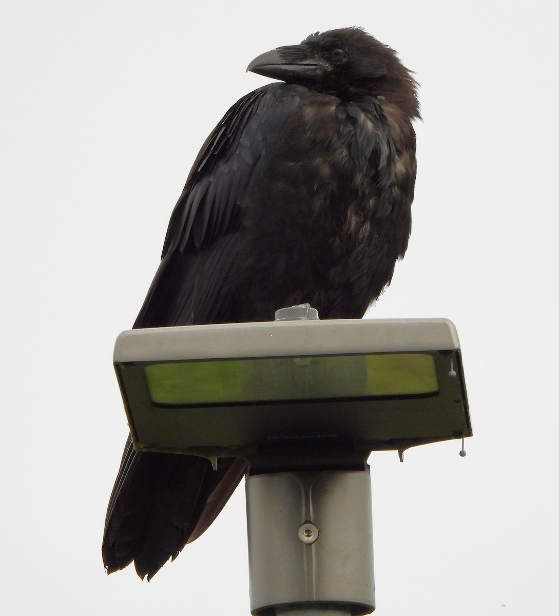 Common Raven - ML623886646