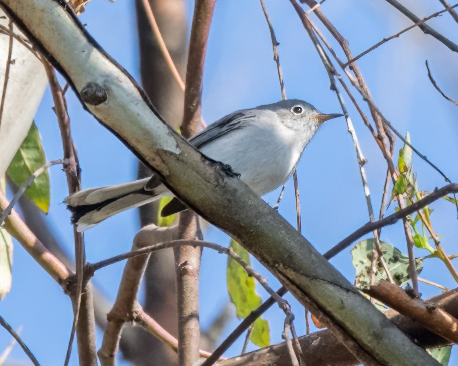 Blue-gray Gnatcatcher - ML623886721