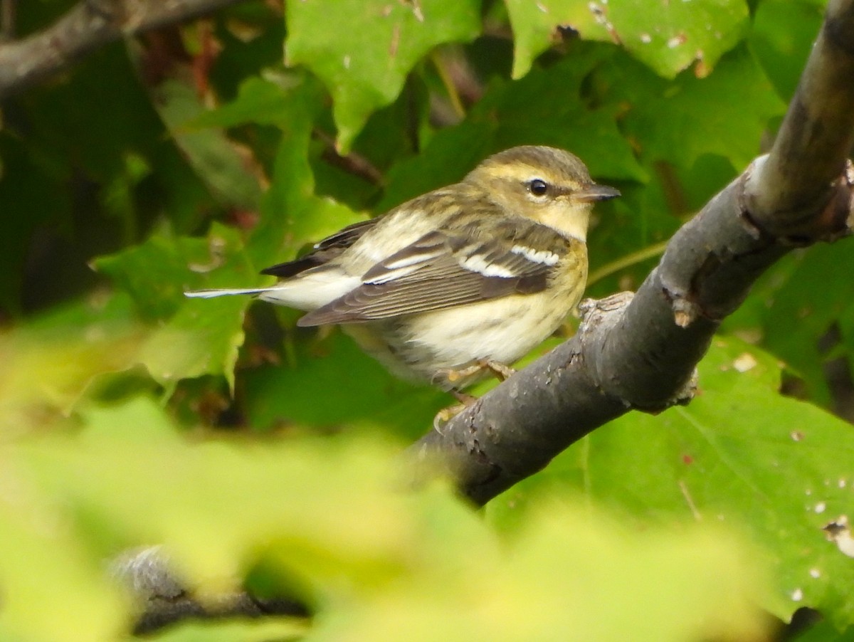 Blackburnian Warbler - ML623886724