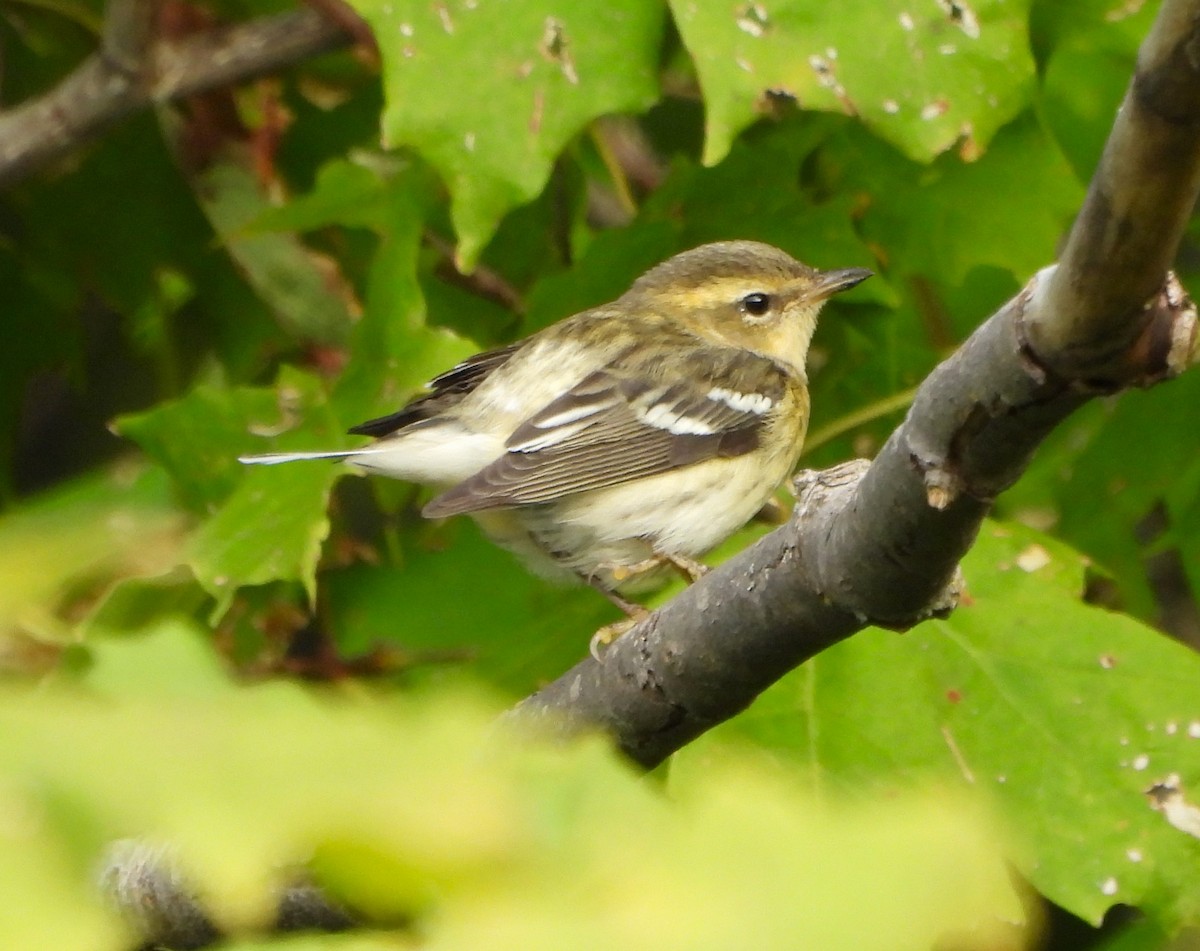 Blackburnian Warbler - Steven C