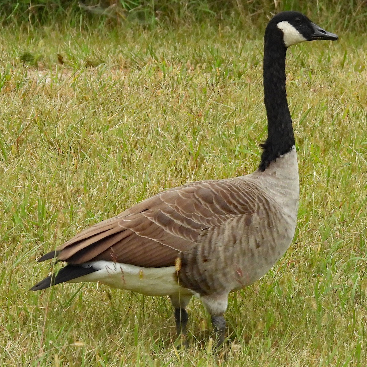 Canada Goose - C Fred Zeillemaker