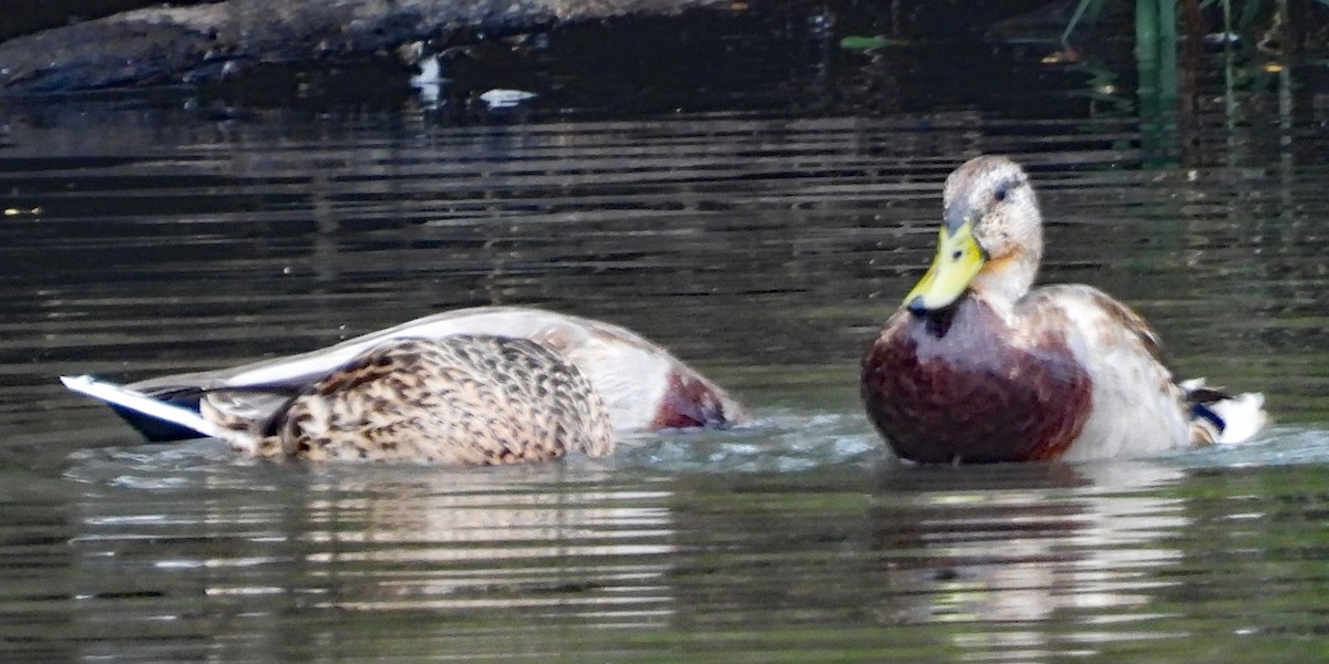 Mallard - C Fred Zeillemaker