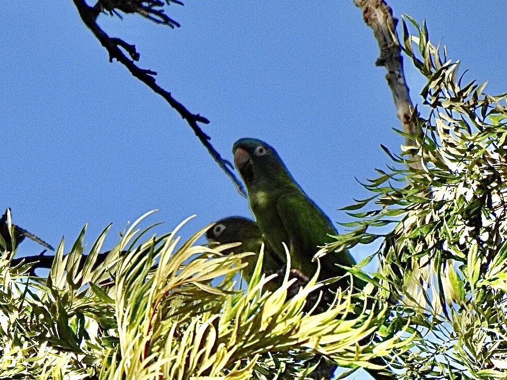 Blue-crowned Parakeet - ML623886786