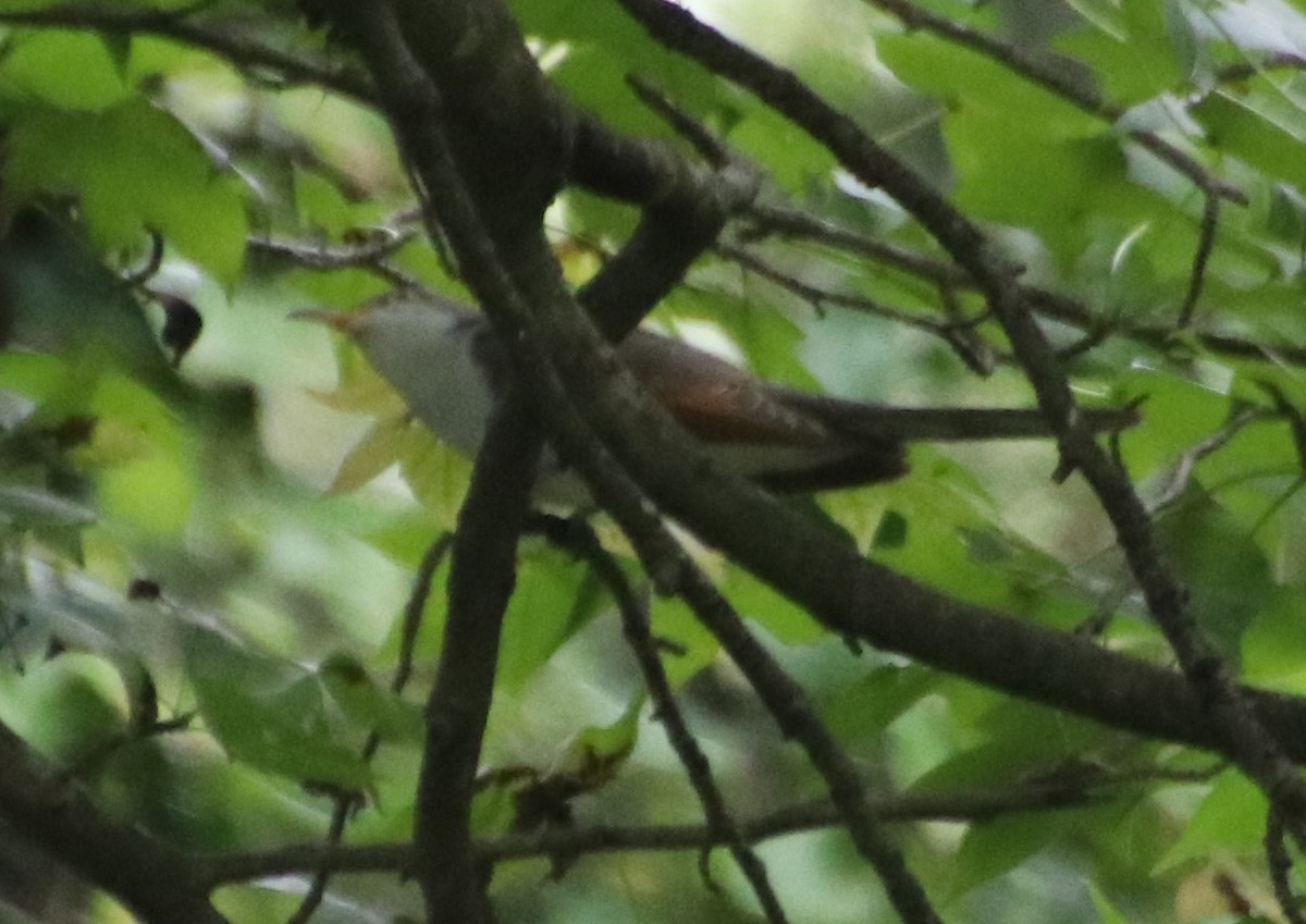 Yellow-billed Cuckoo - Betty Thomas