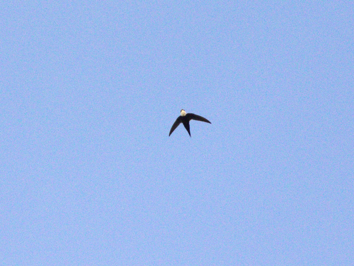 Lesser Swallow-tailed Swift - ML623886819