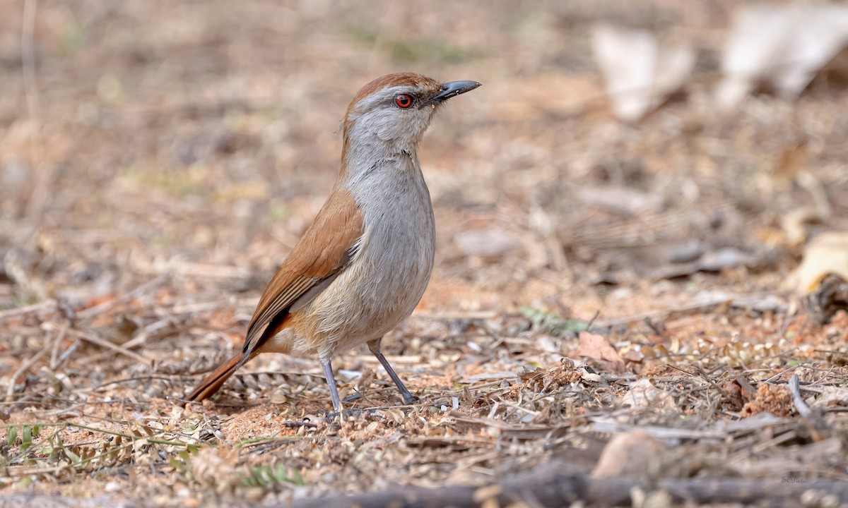 Rufous-tailed Palm-Thrush - ML623886841