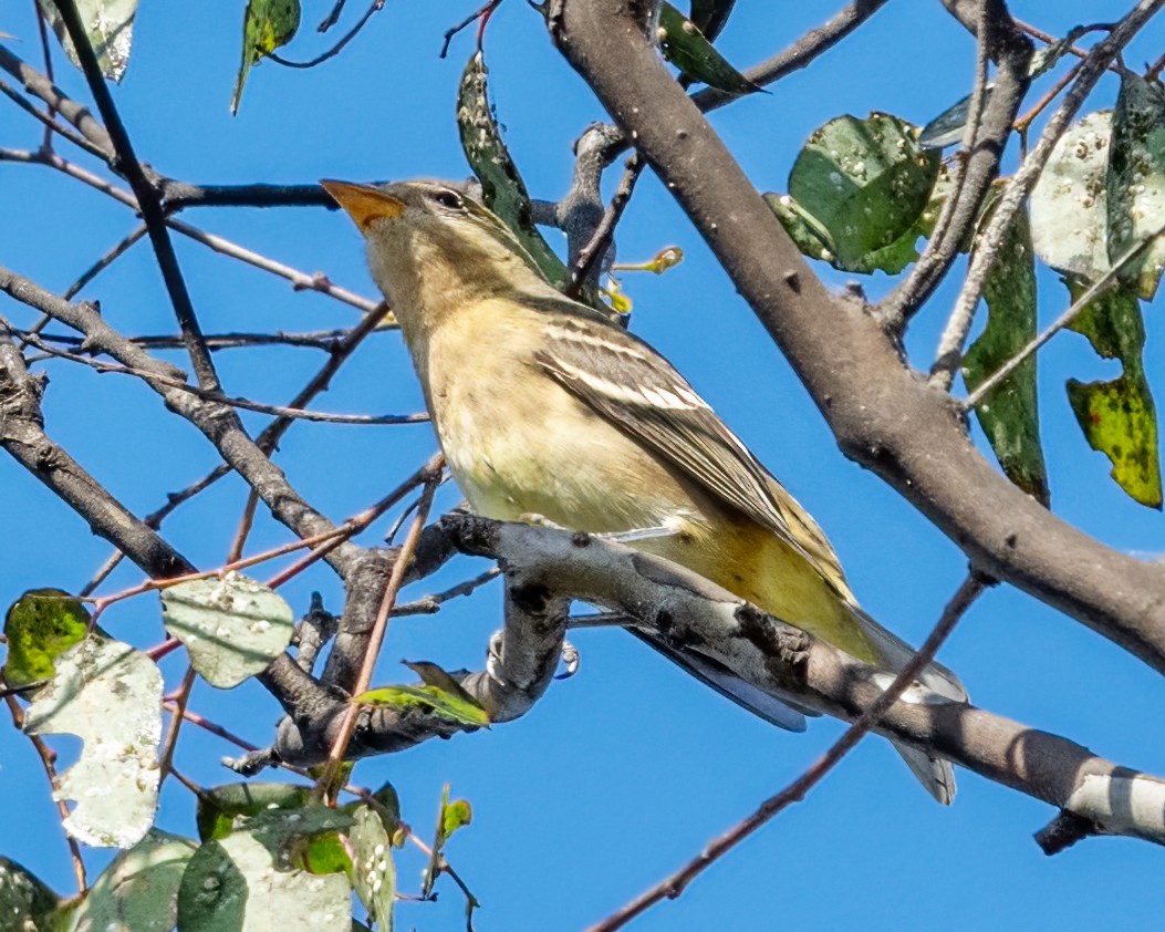 Western Tanager - ML623886854