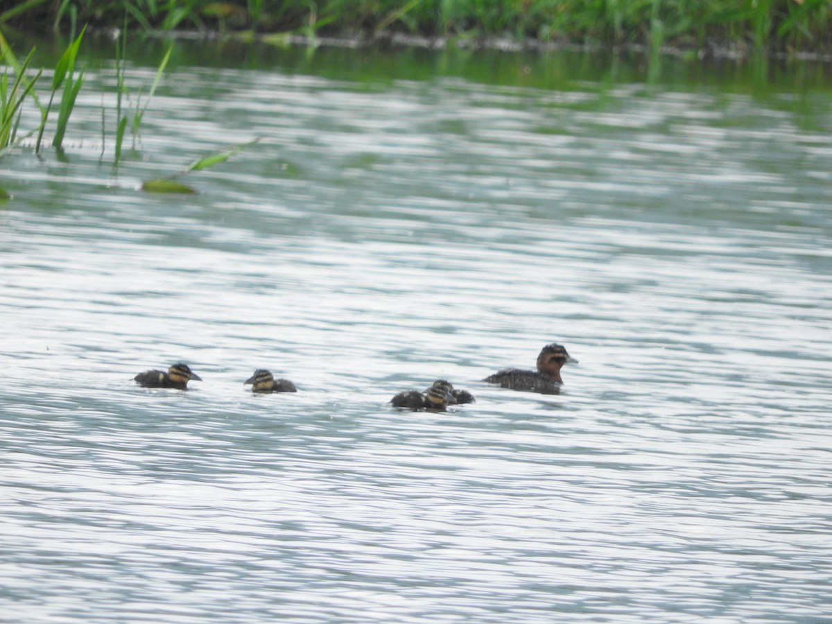 Masked Duck - ML623886883