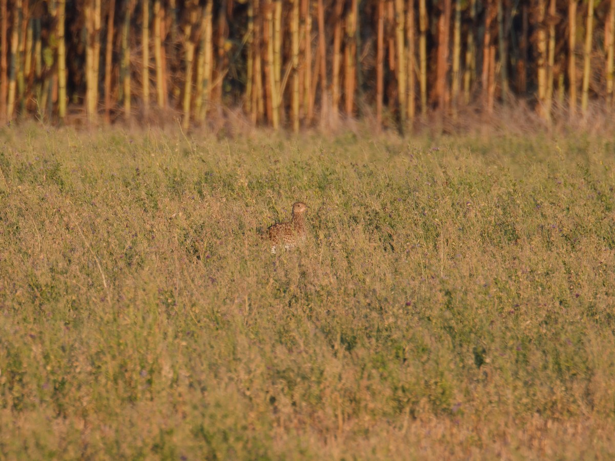 Little Bustard - Alfonso Guío Rodríguez