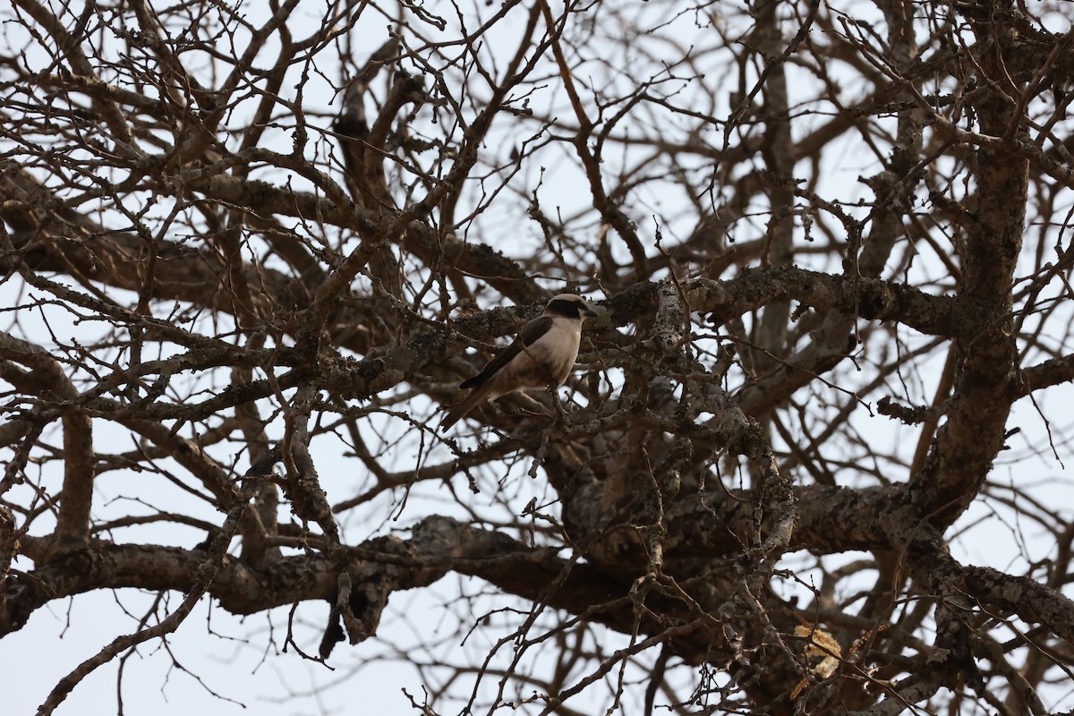 White-crowned Shrike - ML623886928