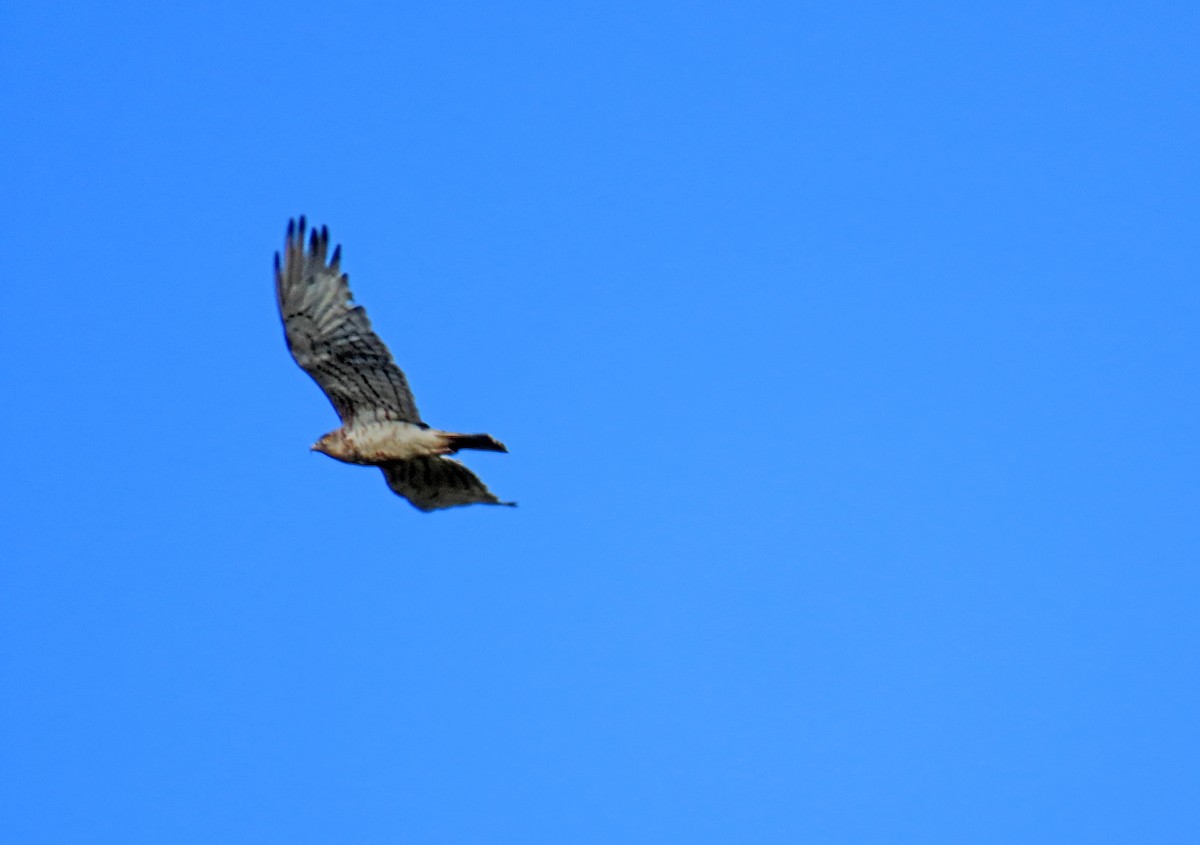 Short-toed Snake-Eagle - ML623886995