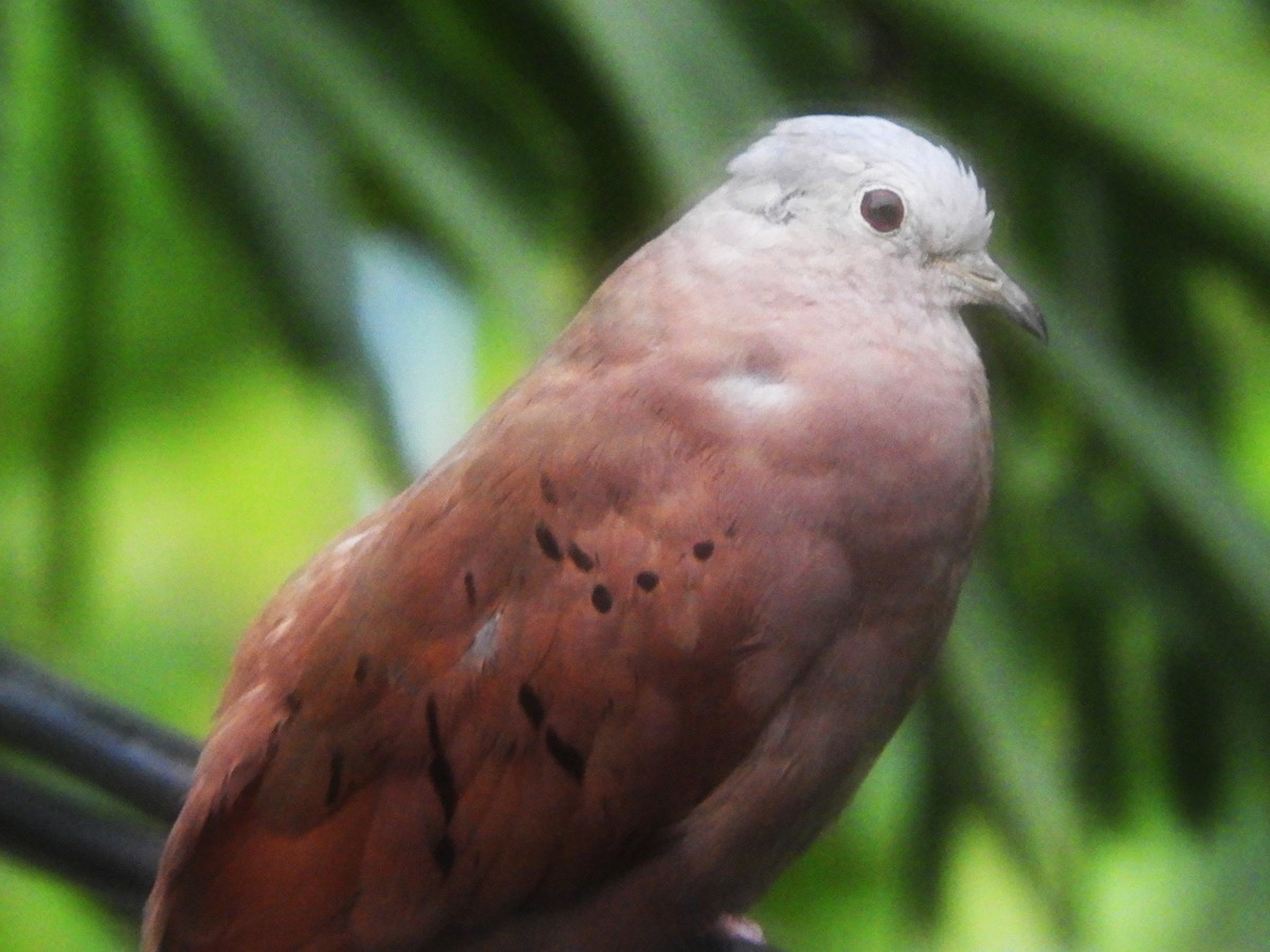 Ruddy Ground Dove - ML623887034