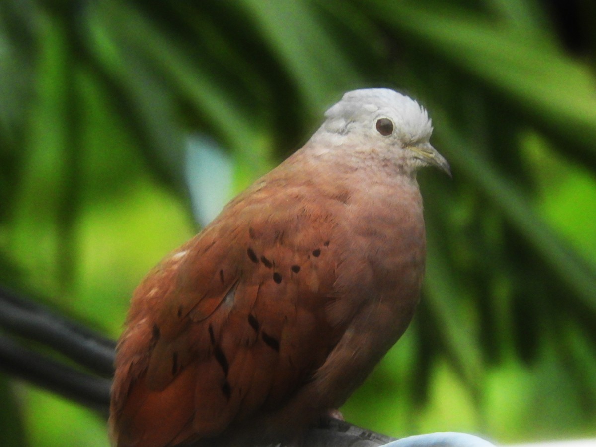 Ruddy Ground Dove - ML623887049