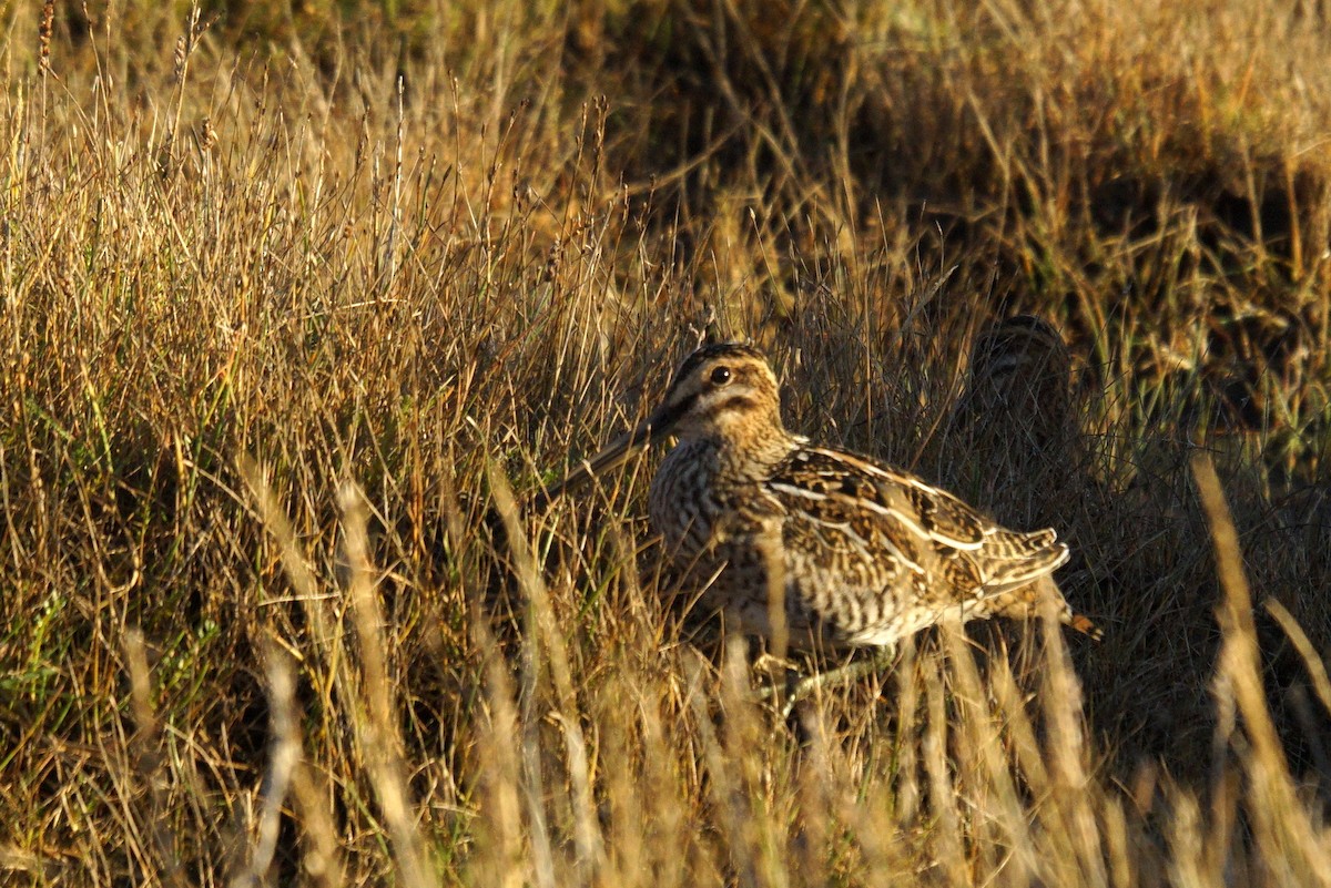 Common Snipe - ML623887061