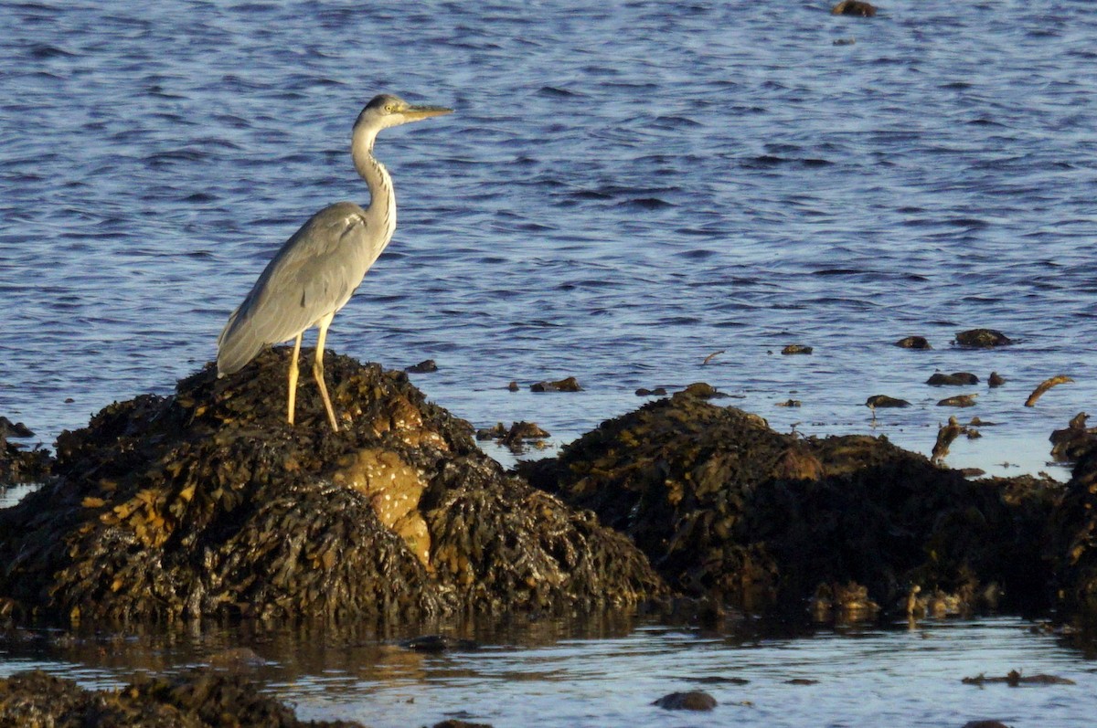 Gray Heron - ML623887078