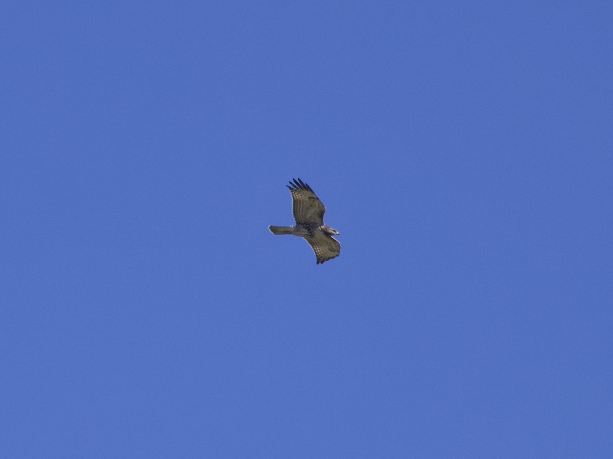 Red-tailed Hawk - ML623887100