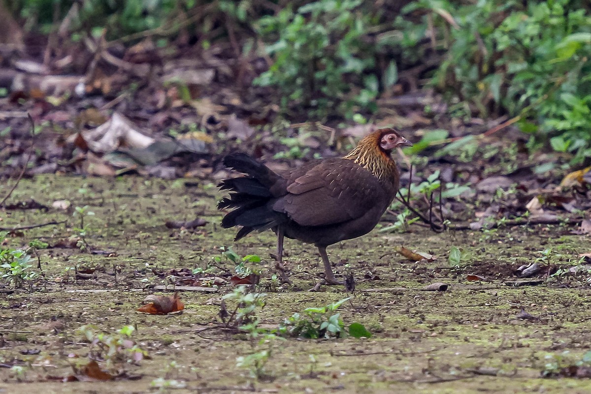 Red Junglefowl - ML623887131