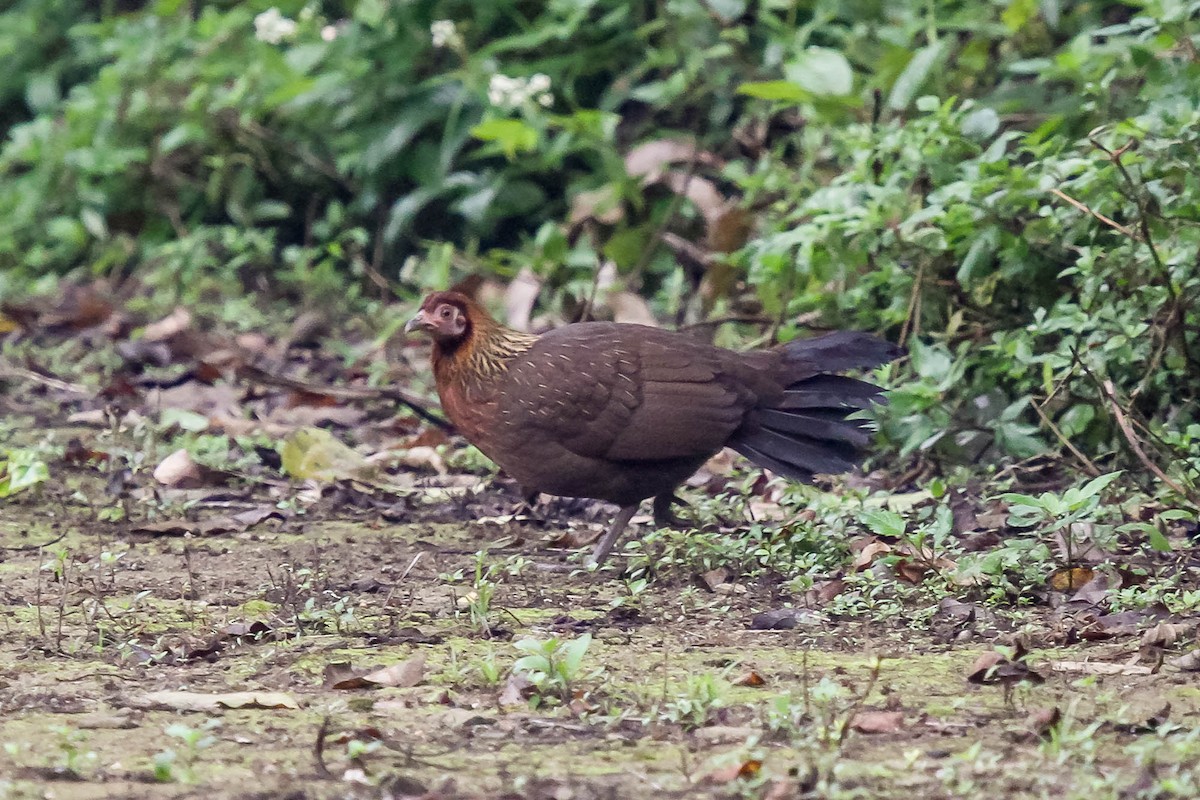 Red Junglefowl - ML623887132