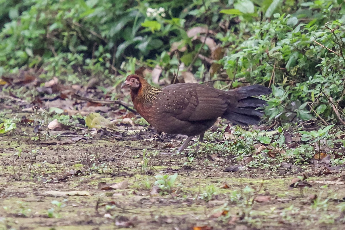 Red Junglefowl - ML623887134